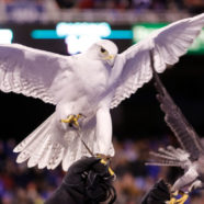 Army Idiots Pranked Air Force By Jamming Their Live Mascots Into Crates