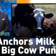 Local TV Anchors All Milked The Same Puns About The Big Cow
