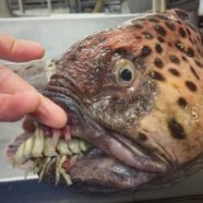 This Deep-Sea Fisherman Is Still Posting His Discoveries and OH GOD THE TEETH WHY DOES IT HAVE TEETH