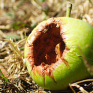 Apple’s Future Looks Rotten