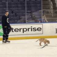 Blues Add Puppy To Practice So Hopefully Players Will Stop Fighting