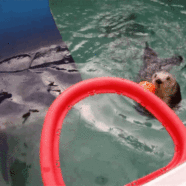 Dunking, Autofellating Otter At Oregon Zoo Dies At 20