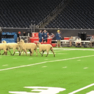 It’s Mutton Bustin’ Chaos In Houston