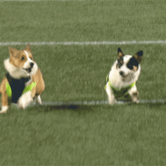 Napoleon The Racing Corgi Crushes All Challengers, Is A Very Good Boy 