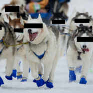 No One Knows Who Doped These Sled Dogs
