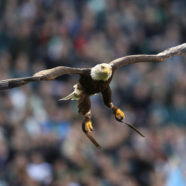 The Cotton Bowl Pregame Eagle Went Rogue All Over JerryWorld