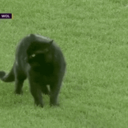 Black Cat Interrupts Everton Game, Much To The Delight Of Suffering Home Supporters