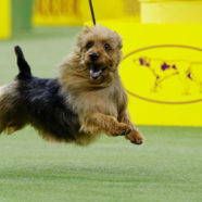 Dogs!