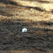 Golf Pro Shoots 17 On Par 4, Gets Owned By His Dad