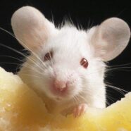 Australian Open: Players told not to feed mice while in Covid quarantine